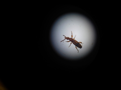 Brentinae