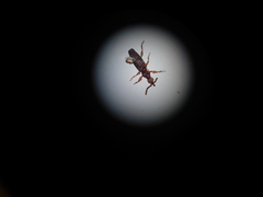 Brentinae