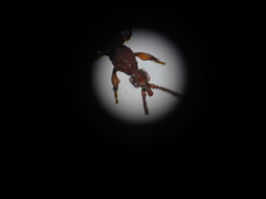 Brentinae