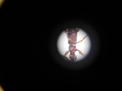 Brentinae