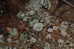 Cladonia chlorophaea