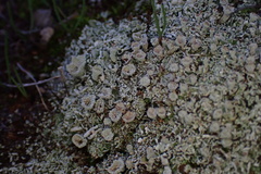 Cladonia chlorophaea