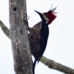 Campephilus melanoleucos