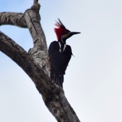 Campephilus melanoleucos