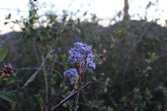 Ceanothus tomentosus olivaceus