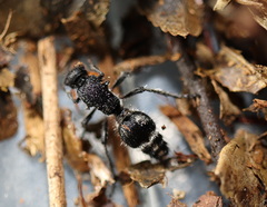 Ephutomorpha ruficornis