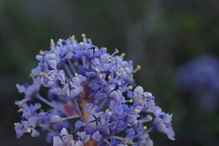 Ceanothus tomentosus olivaceus