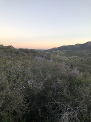 Ceanothus tomentosus olivaceus
