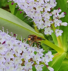 Helophilus antipodus
