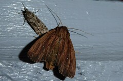 Ichneutica steropastis