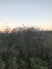 Ceanothus tomentosus olivaceus