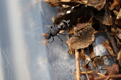 Ephutomorpha ruficornis