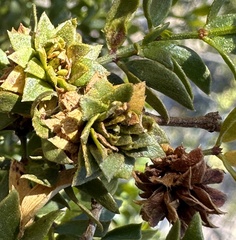Asphondylia rosetta