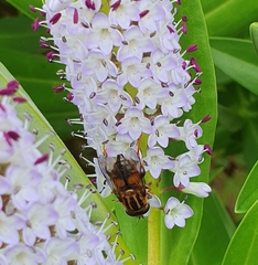 Helophilus antipodus