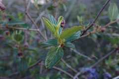 Ceanothus tomentosus olivaceus