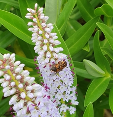 Helophilus antipodus