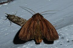 Ichneutica steropastis