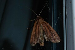 Ichneutica steropastis