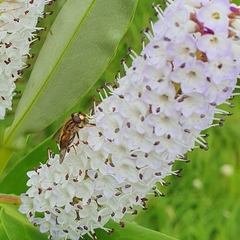 Helophilus antipodus