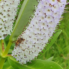 Helophilus antipodus