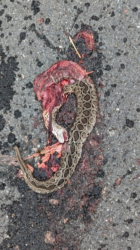 Siamese Russell's Viper