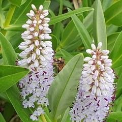 Helophilus antipodus