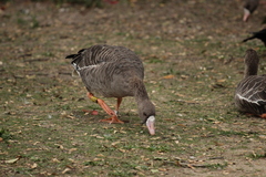 Anser albifrons albifrons