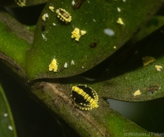 Nipaecoccus aurilanatus