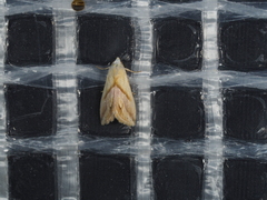 Eublemma cochylioides