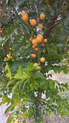 Duranta erecta