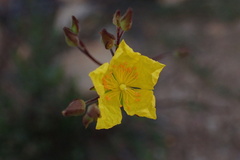 Crocanthemum scoparium