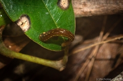 Chtonobdella limbata