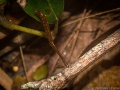 Chtonobdella limbata