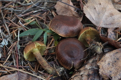 Cortinarius croceus