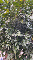 Murraya paniculata