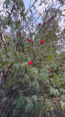 Calliandra haematocephala