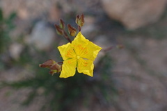 Crocanthemum scoparium