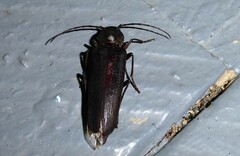 Arhopalus ferus