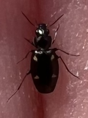 Tetragonoderus laevigatus