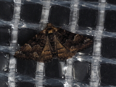 Aporoctena scierodes