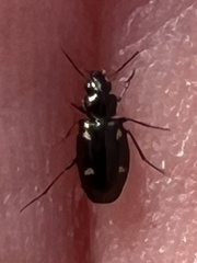 Tetragonoderus laevigatus