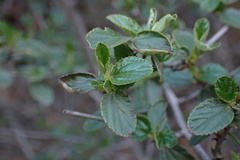 Ceanothus tomentosus olivaceus