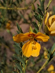 Petalostylis labicheoides
