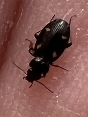 Tetragonoderus laevigatus