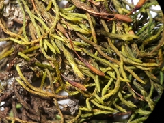 Macrocoma tenuis tenuis