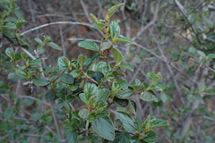 Ceanothus tomentosus olivaceus
