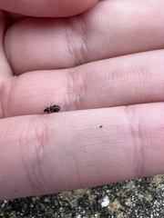 Tetragonoderus laevigatus