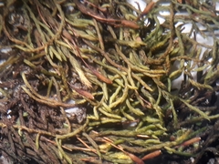 Macrocoma tenuis tenuis