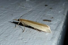 Orocrambus angustipennis