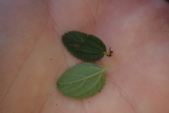 Ceanothus tomentosus olivaceus